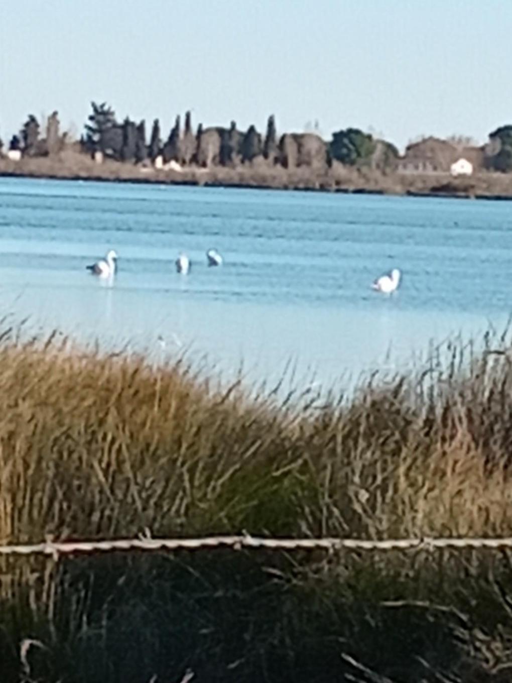 Aigues Mortes Studio De Vacances En Camargue 외부 사진